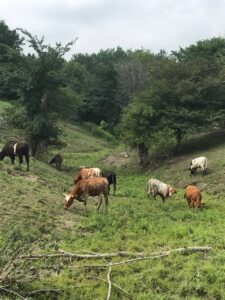 Paysage cyclable dans la région de Lanaudière, Québec