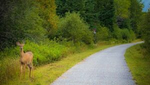 Paysage cyclable dans la région des Laurentides, Québec.